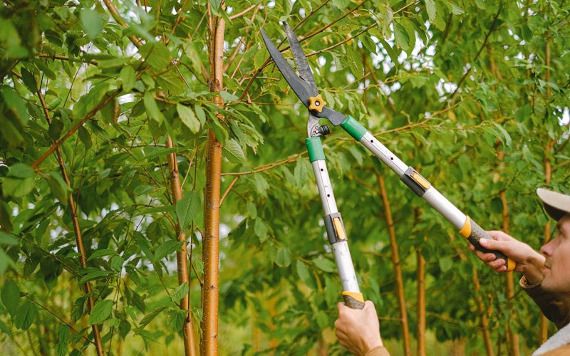 Tree trimming in Moorefield, KY